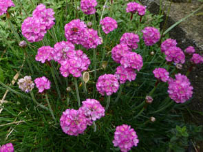 Armeria maritima 'koster'